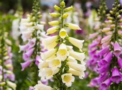 Cream and lavender foxglove flowers bloom gracefully, their delicate petals unfurling in the garden's gentle breeze, offering a serene contrast against the verdant backdrop of lush greenery.