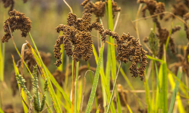 Foxtail millet