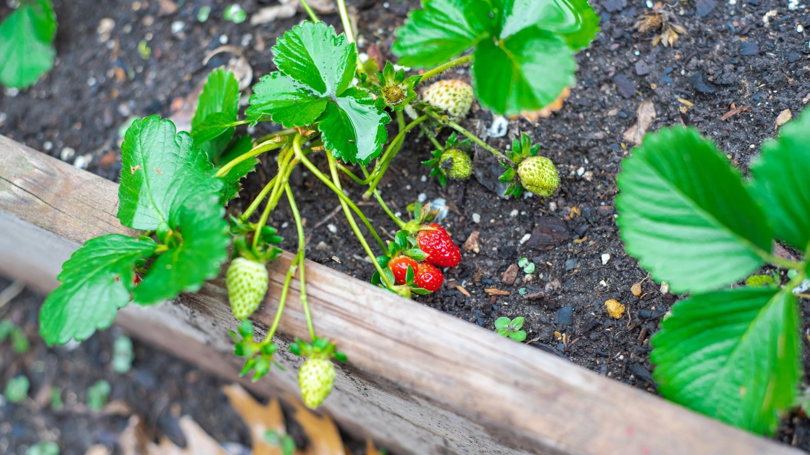 Strawberry plants growing in a raised bed have trifoliate, serrated green leaves and produce small, juicy, red berries with tiny seeds on their surface.