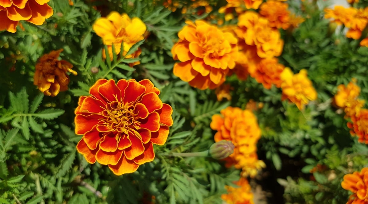 A vibrant cluster of marigold flowers in various shades of orange and yellow, their delicate petals unfurling in layers. Lush green leaves surround the marigold blooms, providing a verdant backdrop and a contrasting texture to the vivid blossoms.
