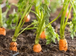 A cluster of vibrant orange carrots partially buried in dark, rich soil. Lush green foliage sprouts from the earth, forming a crown atop the hidden bounty, promising freshness and flavor.