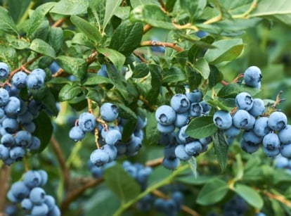 Clusters of plump blueberries dangle gracefully amidst the foliage, glistening in the gentle sunlight. The glossy leaves envelop the berries, creating a lush and picturesque setting ripe with the promise of a bountiful harvest