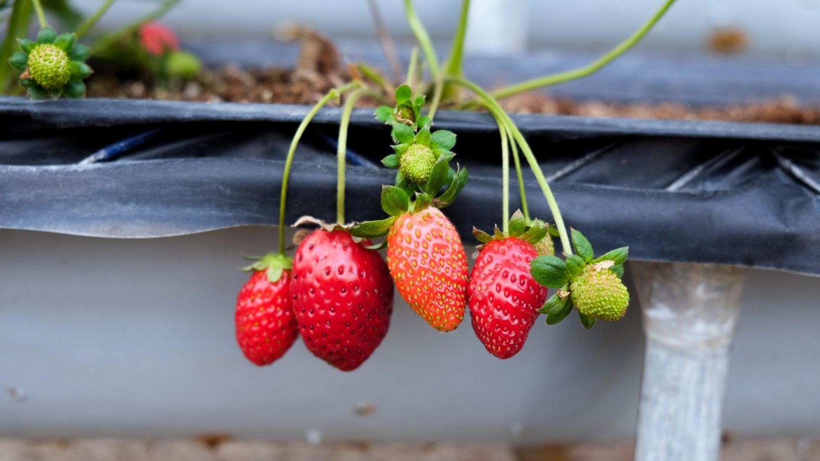 A close-up of fresh organic small red strawberries hanging delicately from thin branches at the edge of a garden container, showcasing their vibrant color and healthy appearance against the background of lush green foliage.