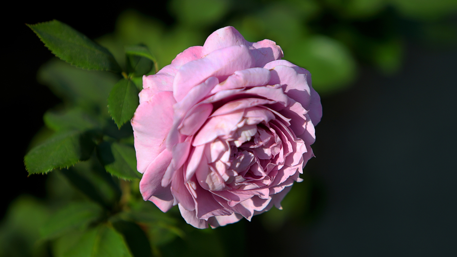 A delicate 'Blushing Lavender' rose, gracefully arched above green leaves, bathes in the warm embrace of sunlight, its petals radiating a gentle hue of purple under the golden rays.