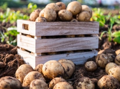 A wooden crate overflows with fresh potatoes, promising hearty meals. In the earth nearby, more potatoes nestle, awaiting their turn to be harvested. Greenery provides a backdrop, hinting at the fertile garden's abundance.