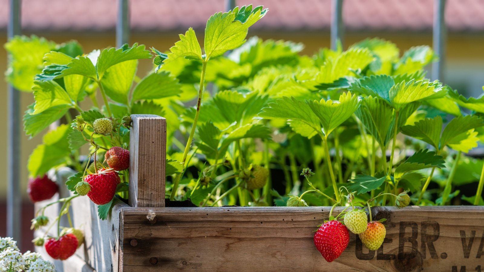 A lush strawberry plant thrives in a wooden raised bed, bearing plump, ripe fruits ready for harvest, vibrant against the rustic backdrop of the garden.