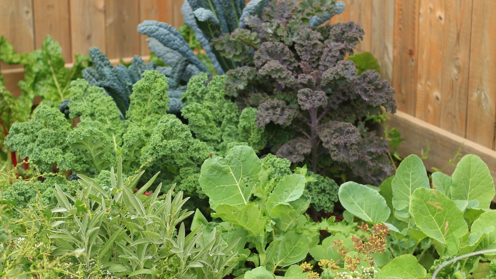 An assortment of leafy greens and purples, showcasing the intricate textures and rich colors of various vegetables in close-up detail, creating a visually captivating and nutritious display.