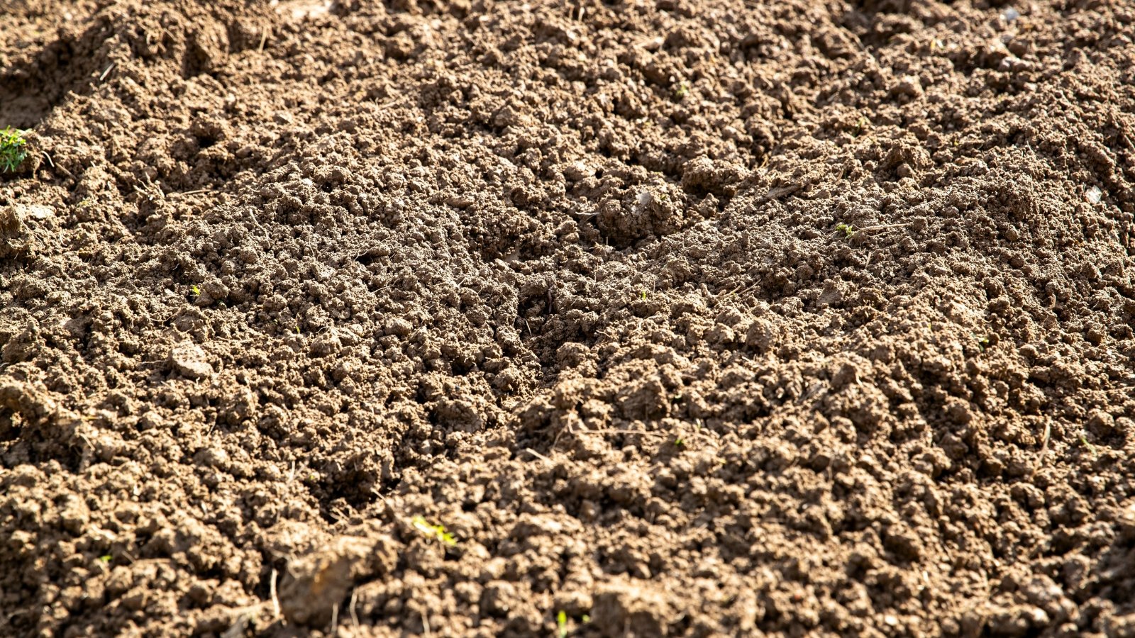The healthy soil appears dark and crumbly, with a rich texture.