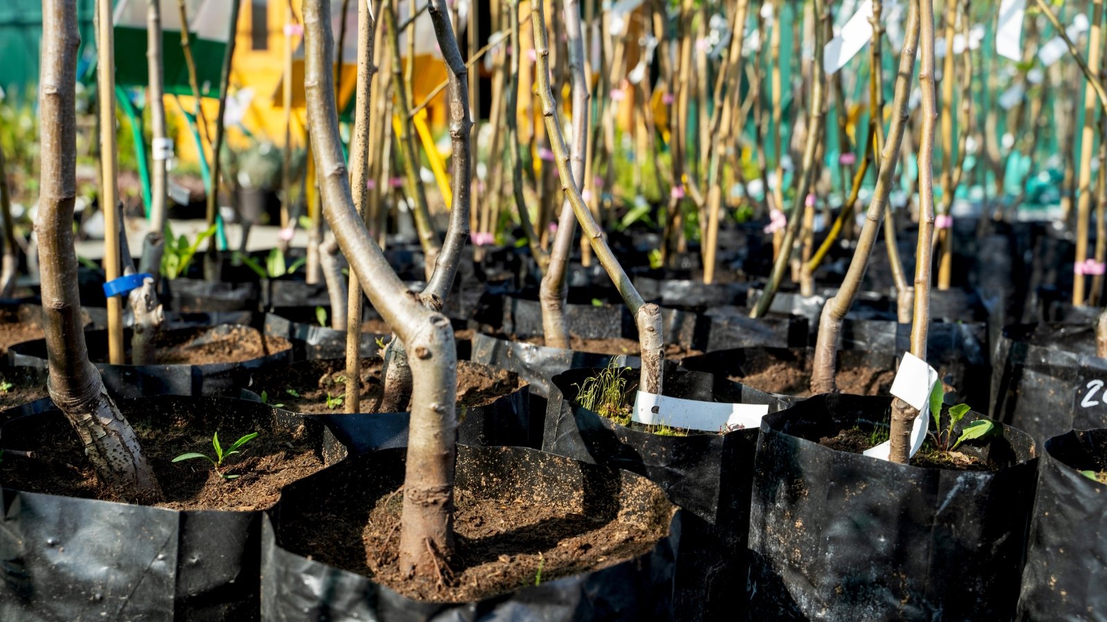Close-up of many young fruit tree seedlings in black bags in a nursery.