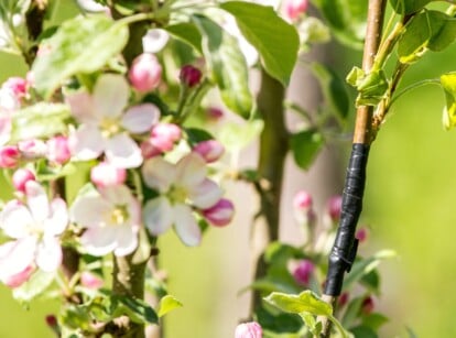 A sapling apple tree trunk, wrapped in protective black tape, symbolizing careful propagation. In the backdrop, a soft blur reveals the delicate white flowers and budding pink blossoms of another young apple tree.
