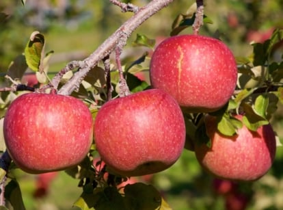 A cluster of ripe red Fuji apples dangles gracefully from a branch, basking in the warm glow of sunlight. Surrounding foliage creates a vibrant backdrop, with hints of more apples peeking through the blurred greenery.