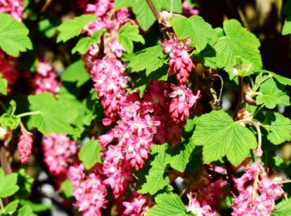 A red-flowering currant, its vibrant leaves embracing clusters of delicate pink blooms, basks in the warm embrace of the radiant sun.