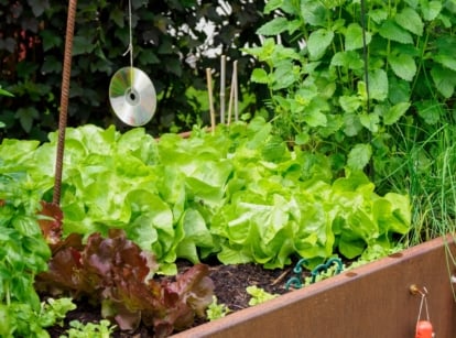 A wooden raised bed adorned with an array of red and green lettuce leaves, their delicate fronds swaying gently in the breeze, surrounded by a tapestry of diverse plants.