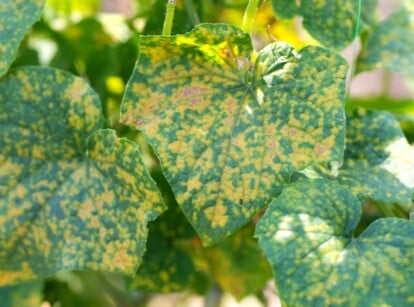 downy mildew fungal diseases on cucumber leaves