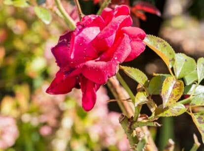 Fungal leaves spot disease on rose bush