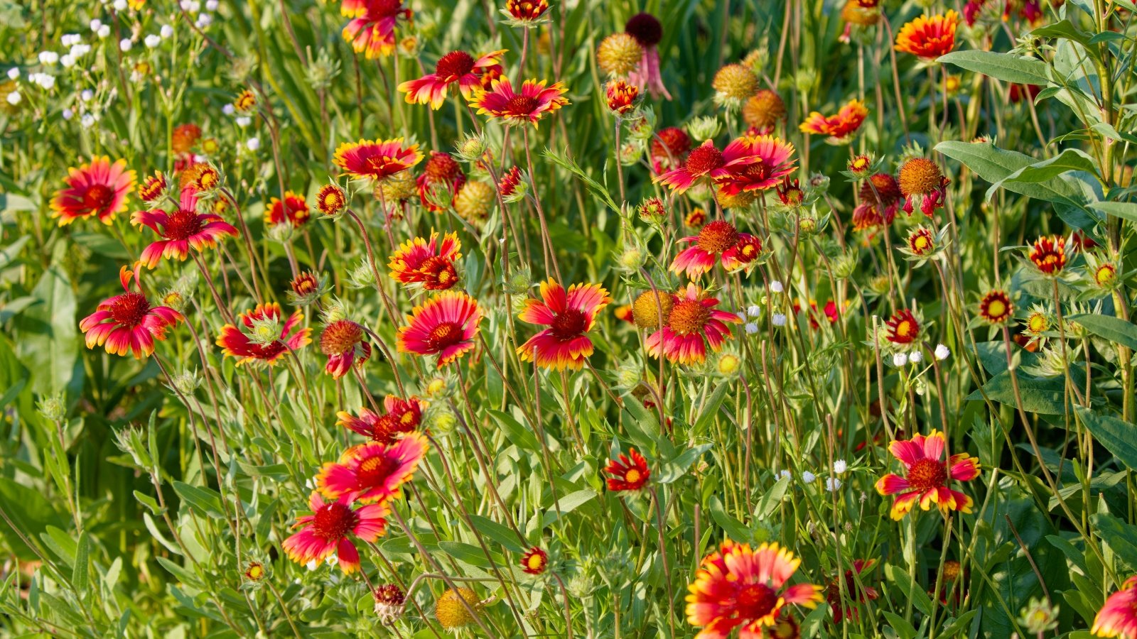 Gaillardia exhibits sturdy stems and lance-shaped leaves, with striking daisy-like flowers in vibrant hues of red, orange, and yellow.
