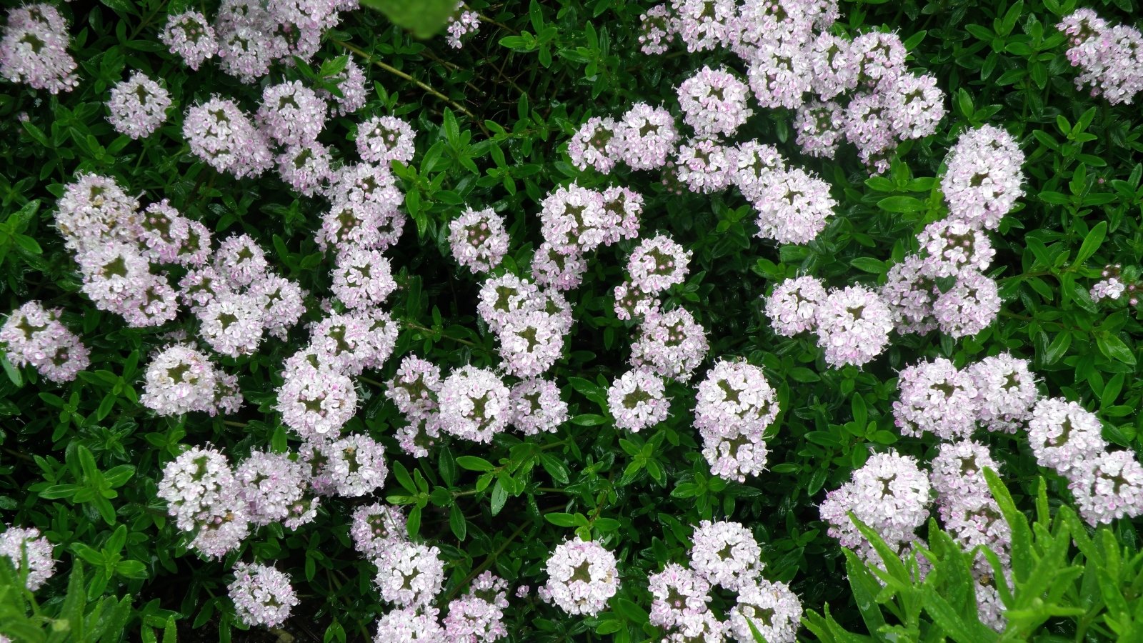 Clusters of delicate white English thyme flowers bloom gracefully, hovering above the lush, vibrant green leaves, creating a picturesque contrast of colors and textures in the garden landscape.