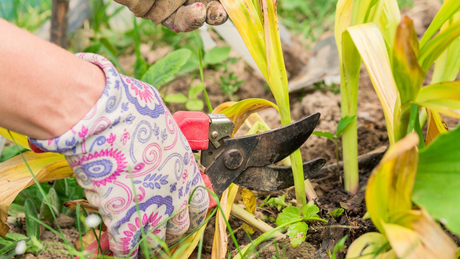 Close-up of gardener's hands in white patterned gloves trimming wilted yellowed leaves and stems of tulips in the garden using red pruning shears.