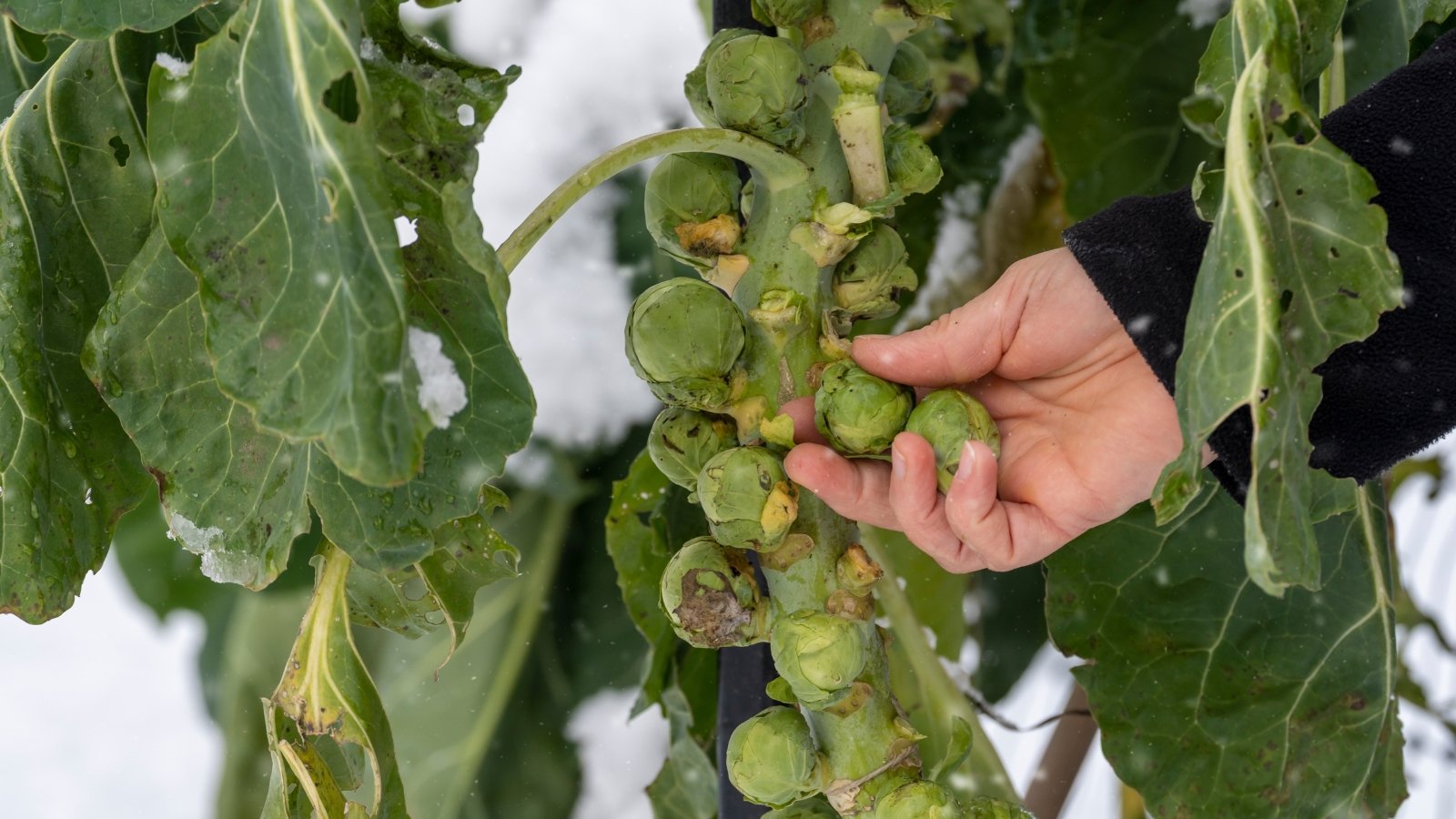 A gardener's hand gently plucks ripe Brussels sprouts from their sturdy stems, showcasing the vibrant green orbs; nearby leaves, bearing delicate holes, evidence a thriving ecosystem sustaining the garden's bounty and biodiversity.