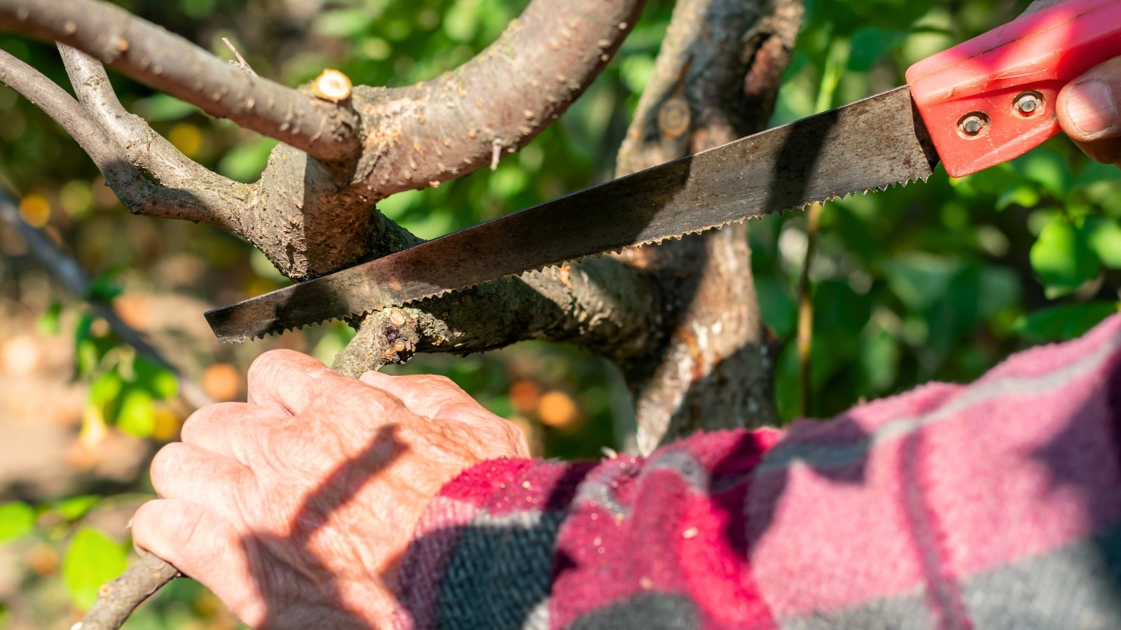 Close-up of a gardener in a plaid red shirt pruning the branches of a fruit tree using a pruning saw.
