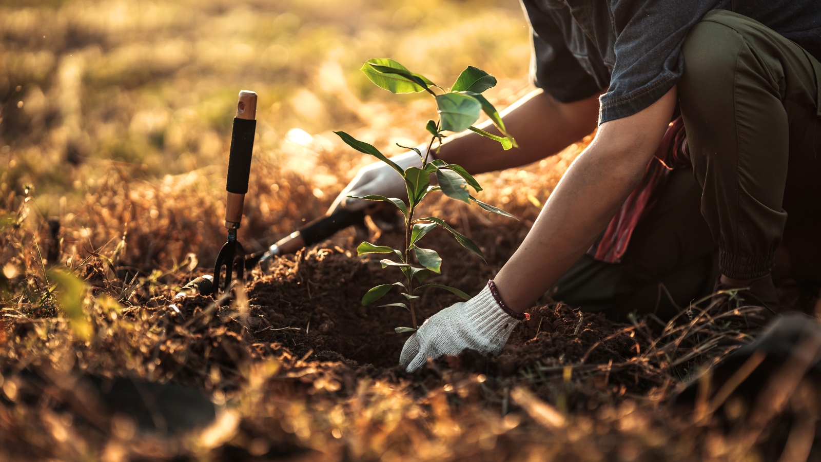 The man, wearing white gloves and equipped with gardening tools, delicately plants a young mango tree in the garden, its slender trunk adorned with sparse foliage, promising future growth and fruitfulness.