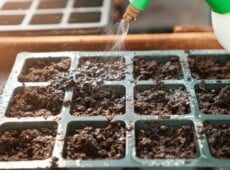 Gardener making mistake of overwatering seed trays during seeding season