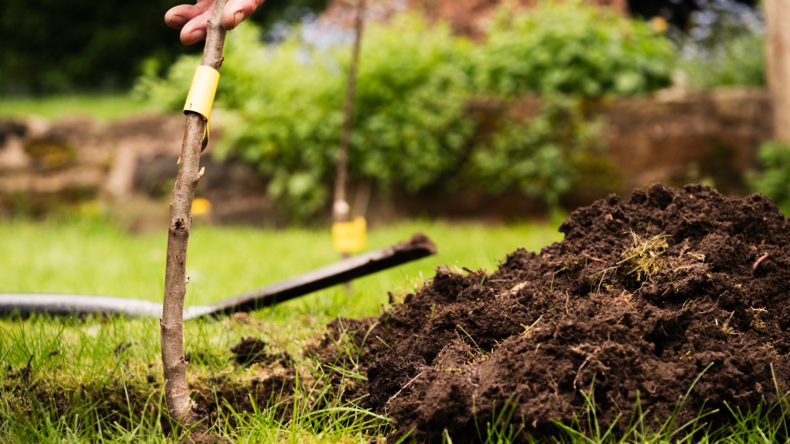 Close-up of a gardener planting a fruit tree in a hole dug in the soil in the garden.