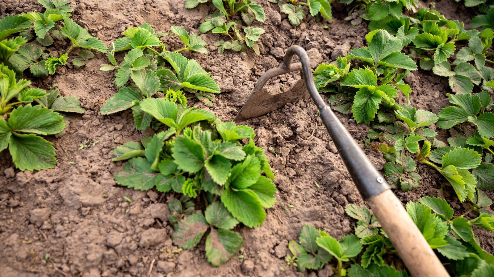 Gardening tool hoe weeds beds of strawberry plants that boast vibrant green, serrated leaves that form dense clusters.