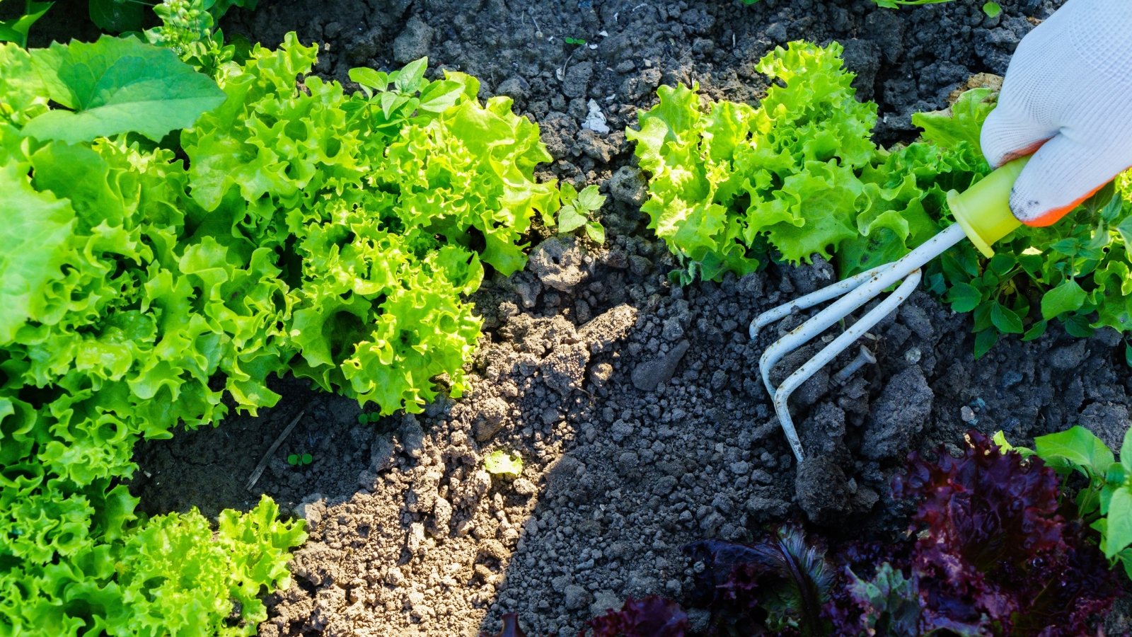 A white-gloved hand delicately wields a gardening fork, carefully tending to a garden bed filled with vibrant lettuces, ensuring they thrive in their verdant sanctuary.