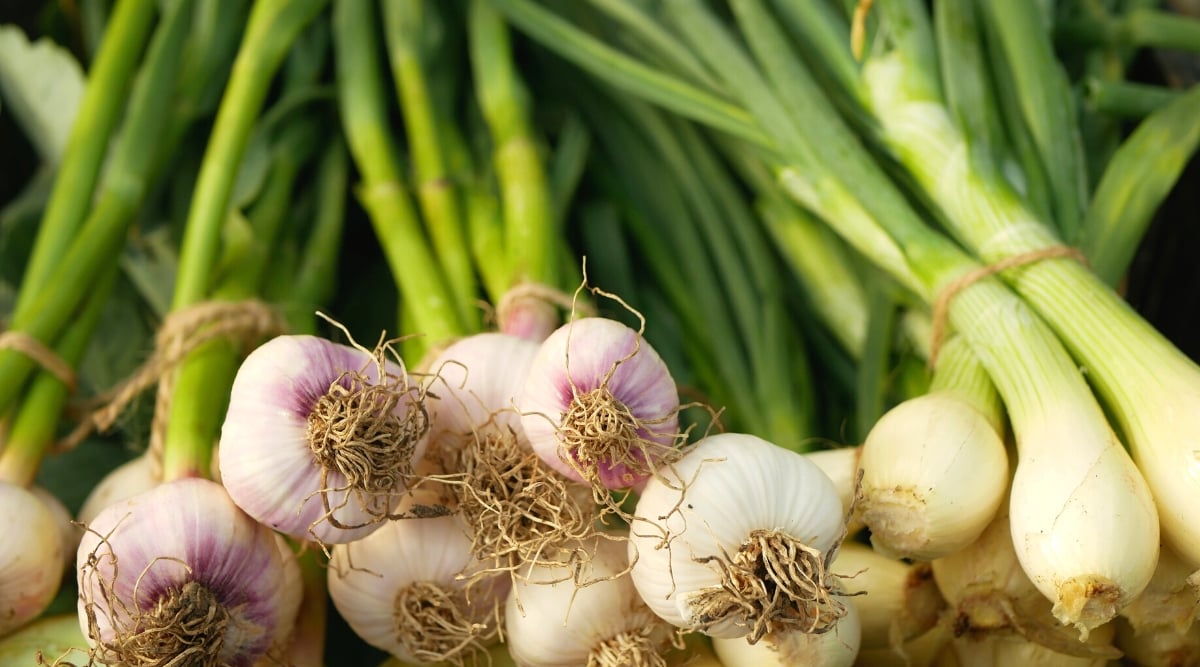 Close-up of freshly picked onions and garlic. Onions have small oval white bulbs that grow long, tubular green leaves with pointed tips. Garlic has a round bulb consisting of white cloves covered with a white-purple husk.