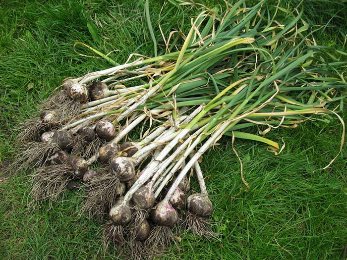 How to Harvest Garlic