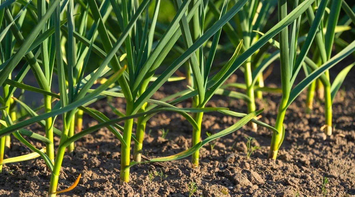 Close-up of a lot of garlic growing in a garden bed. This is a bulbous perennial plant. The plant forms a strong pale green stem with long, thin and flat leaves with a hollow tubular structure.