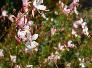 Gaura types. The gaura plant displays slender stems adorned with delicate buds and flowers, each bloom boasting four petals of white with a slight blush and delicate, airy appearance, resembling graceful butterflies dancing in the breeze.