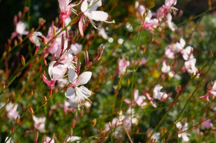 Gaura types. The gaura plant displays slender stems adorned with delicate buds and flowers, each bloom boasting four petals of white with a slight blush and delicate, airy appearance, resembling graceful butterflies dancing in the breeze.