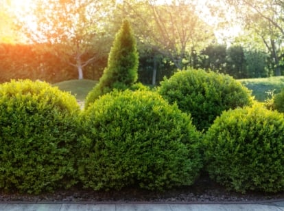 A close-up of vibrant green, meticulously manicured round boxwood bushes. Each leaf displays a glossy, deep green hue, reflecting optimal health. These boxwoods are nestled within a meticulously maintained garden, surrounded by a diverse array of plants and towering trees in the background.