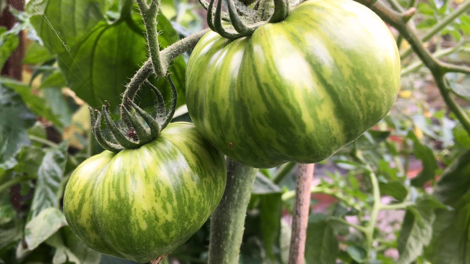 Close-up of ripe 'German Green' tomatoes against a blurred garden background. Solanum lycopersicum ‘German Green’ captivates with its vigorous vines bearing clusters of large, beefsteak-type tomatoes distinguished by their unique coloration. The fruits feature a striking green hue with subtle yellow undertones. Each tomato showcases a smooth, slightly ribbed exterior.