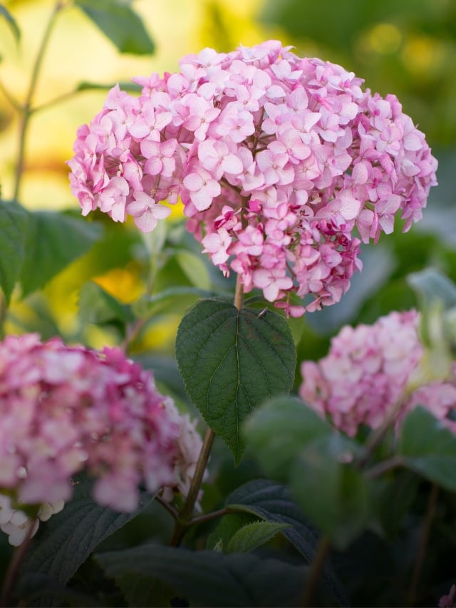 11 Tips For Getting Overwintered Hydrangeas to Rebloom