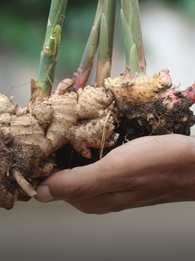 11 Winter Root Vegetables For Fresh Produce All Season