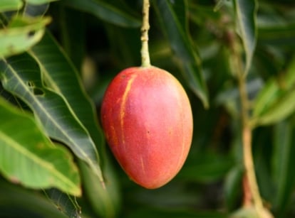 Close-up of a ripe mango hanging from a Glenn mango tree against a background of lush, dark green foliage. The fruit is oval elongated in shape, with golden-yellow skin with a pink tint.