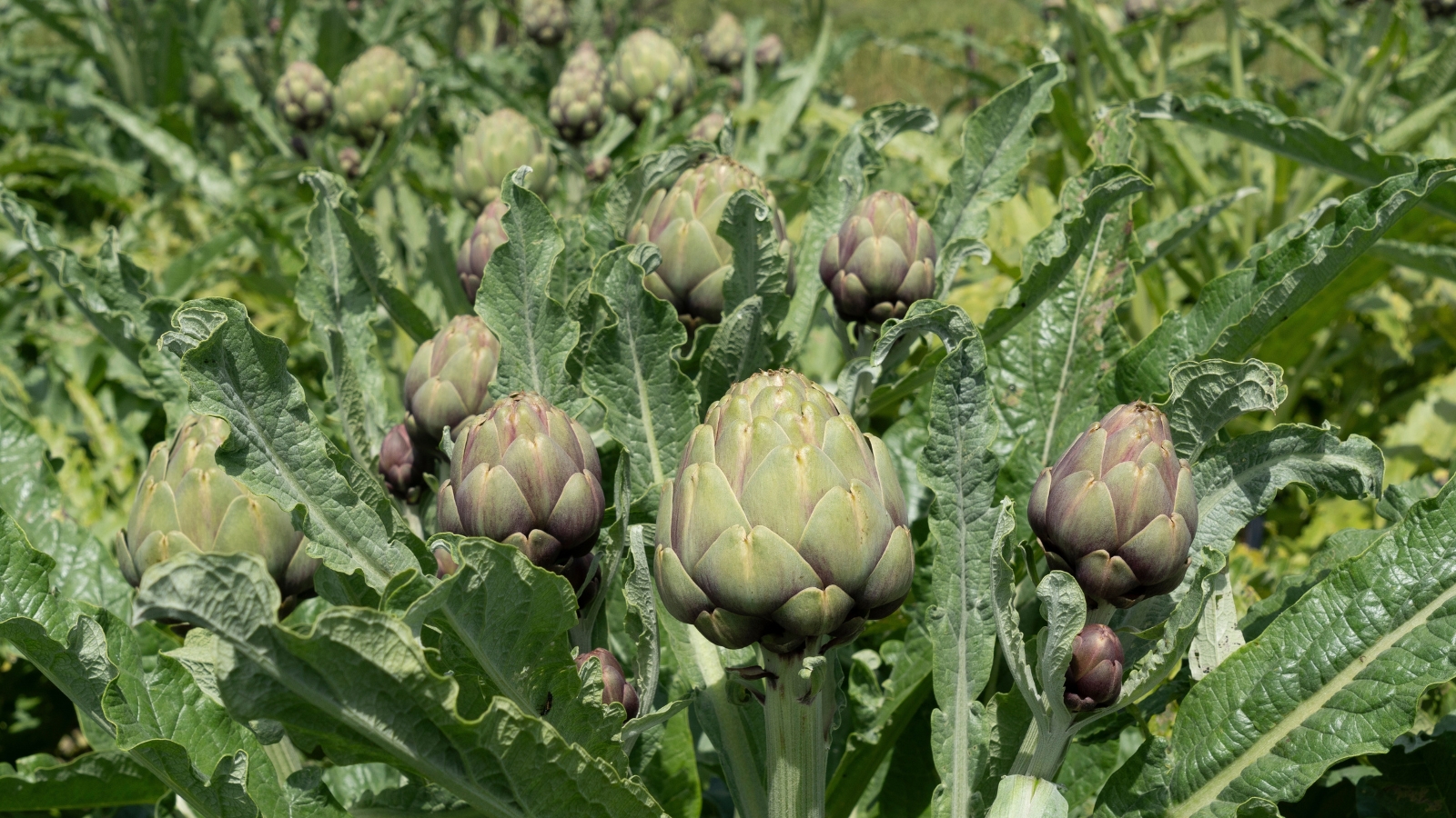 Close-up of Globe artichokes in a sunny garden, featuring large, silvery-green, deeply lobed leaves that encircle a central, edible flower head characterized by thick, fleshy scales and a tightly closed bud.