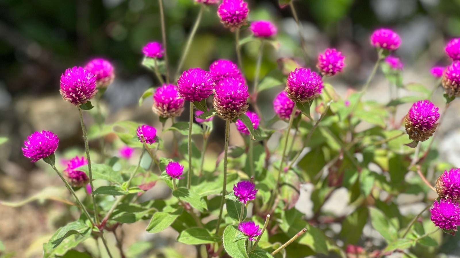 Gomphrena globosa features branching stems and ovate leaves, topped with spherical flower heads in a bright pink-purple hue.