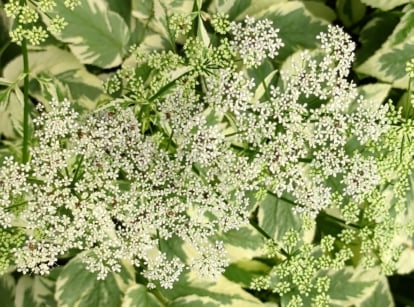 Top view, close-up of a flowering Goutweed plant. Goutweed, also known as Aegopodium podagraria, is a vigorous ground cover plant with distinctive foliage and tiny white flowers. Its leaves are deeply lobed, resembling small umbrellas, and emerge in dense clusters from creeping stems. The foliage is variegated, featuring shades of green and white. Goutweed produces delicate clusters of small white flowers held above the foliage on slender stalks.