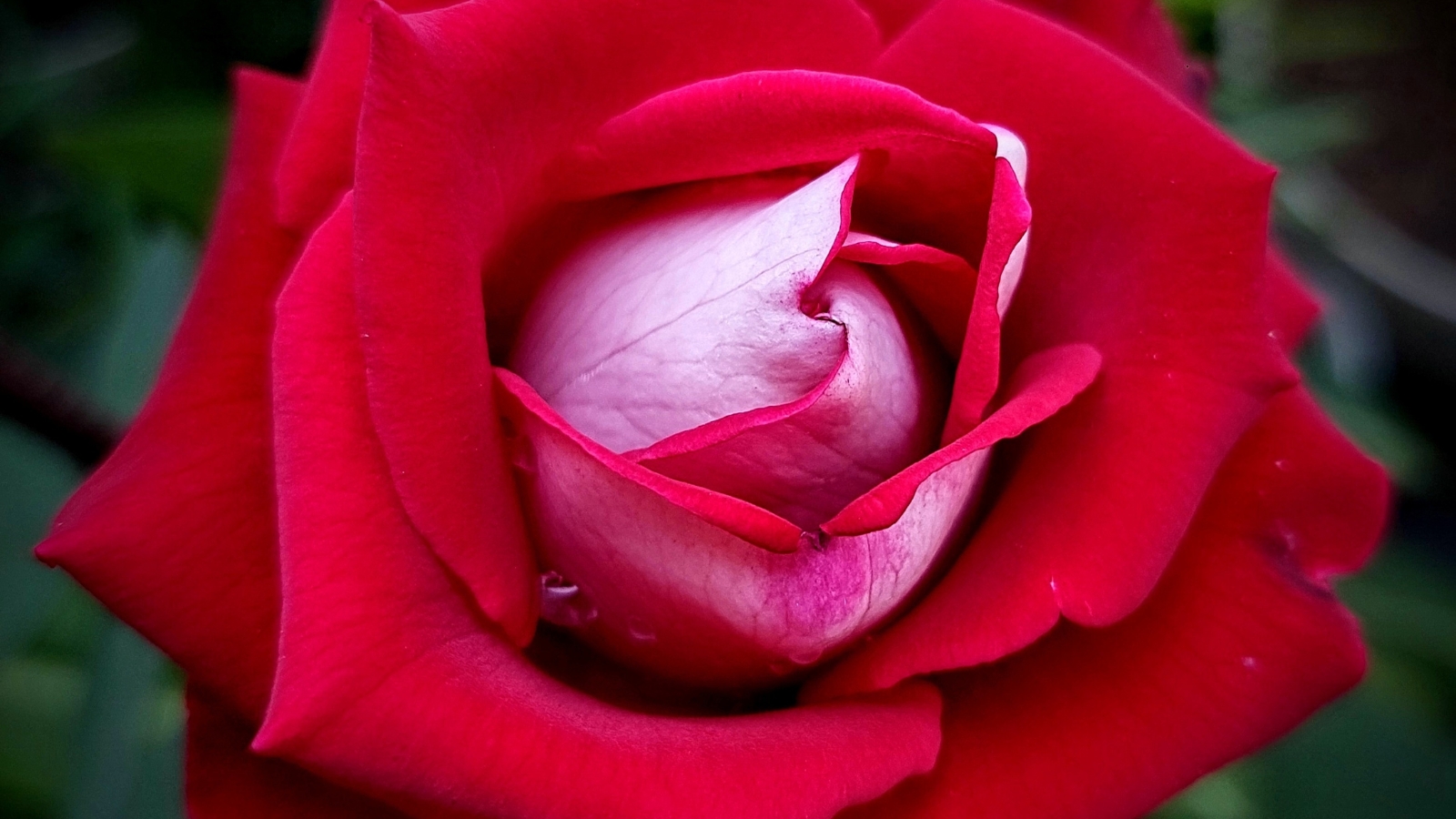 A close-up of a red 'Love' rose, their velvety texture inviting touch and admiration, a testament to nature's beauty and perfection.