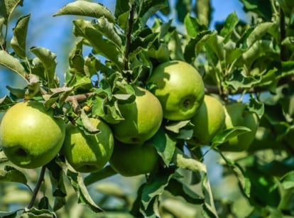 Close-up of ripe fruits on a Granny Smith apple tree in a sunny garden. Its branches are adorned with glossy, dark green leaves. The fruits themselves are medium-sized and round, boasting a vibrant green skin.