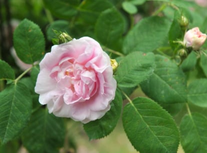 Close-up of great maiden's blush roses displaying soft, creamy-pink petals in densely layered blooms, set against a backdrop of glossy, dark green, oval-shaped leaves.