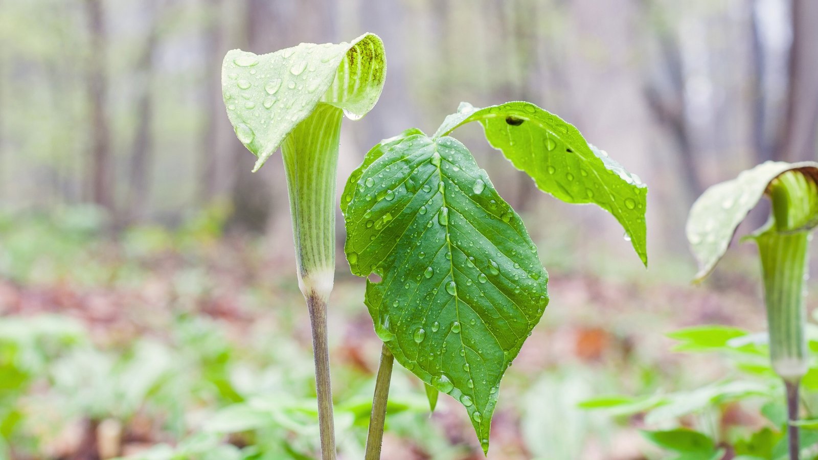 The Arisaema triphyllum plant is covered with raindrops in a forest garden, producing a striped, protective spathe that shelters a spadix and stands out among its large, trifoliate leaves.