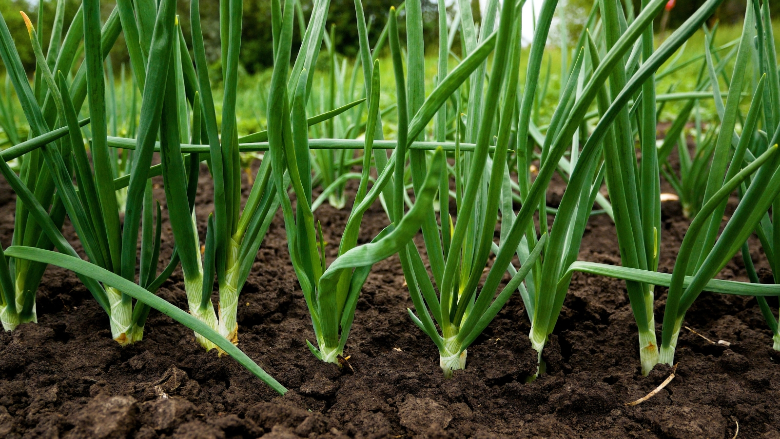 A close-up of green onions thriving in brown soil. The slender, elongated leaves of the green onions stand tall. In the blurred background, a multitude of green onions sway gently, a testament to nature's abundance.