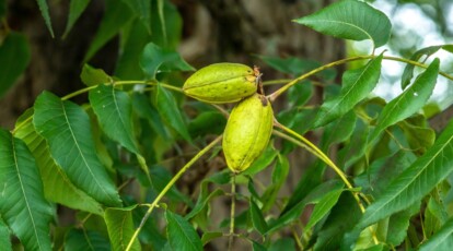 Two green pecans, small and oval-shaped, rest delicately on slender green stems amidst elongated leaves, promising future growth. The blurred background shows a pecan tree trunk, symbolizing the journey from seed to maturity.