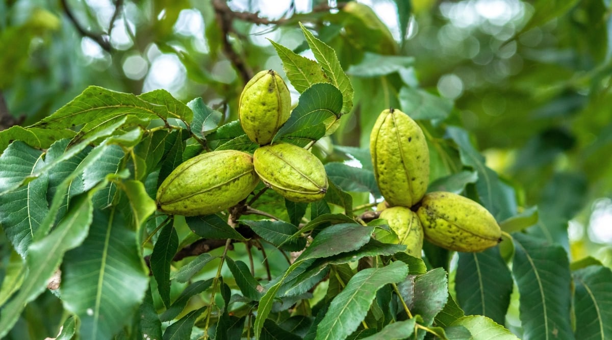 Green pecans lies nestled amidst lush, vibrant leaves, promising a bountiful harvest. The blurred background gently hints at more leaves intermingling harmoniously, showcasing nature's abundance.
