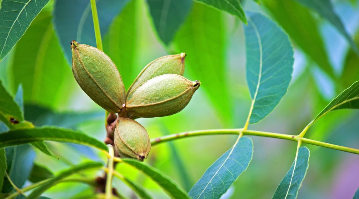 Unripe, vibrant green pecans hangs gracefully from a slender branch. The tender green stems and leaves surrounding the nuts exude a sense of youthful energy and growth.
